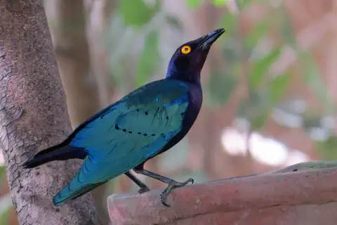 Purple Starling