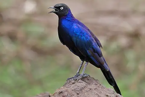 Rüppell's Starling