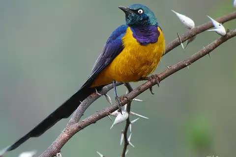 Golden-breasted Starling