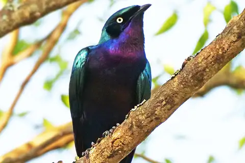 Splendid Starling