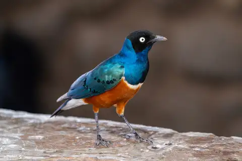 Superb Starling