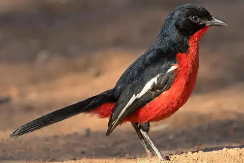 Crimson-breasted Shrike