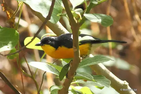Yellow-breasted Boubou