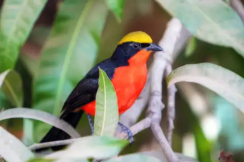 Yellow-crowned Gonolek