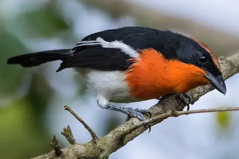 Braun's Bushshrike