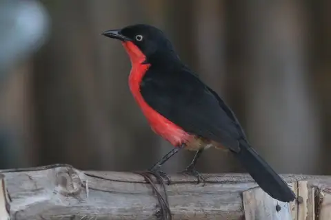 Black-headed Gonolek