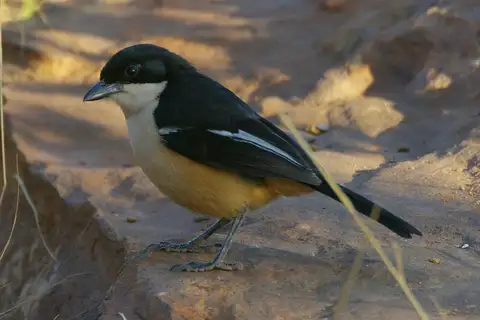 Southern Boubou
