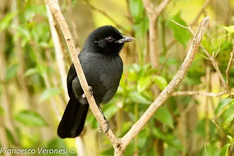 Slate-colored Boubou