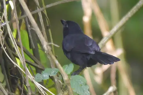 Albertine Sooty Boubou