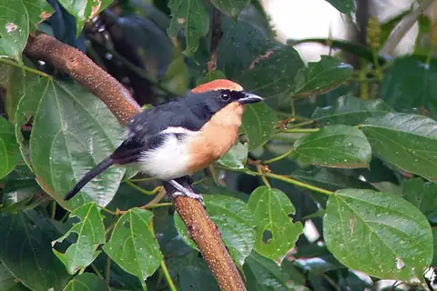 Lühder's Bushshrike