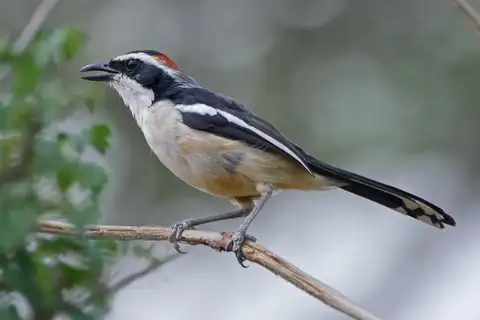 Red-naped Bushshrike