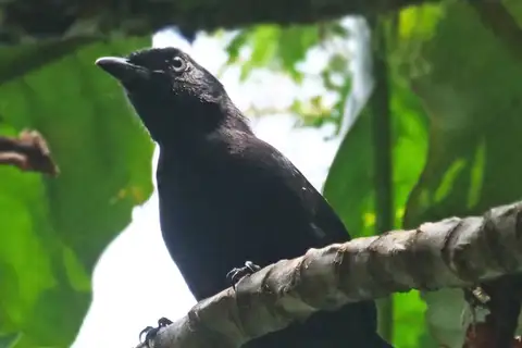 Willard's Sooty Boubou