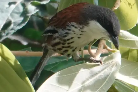 Grey-crowned Crocias
