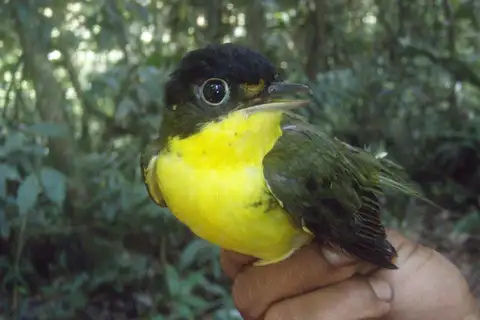 Andean Laniisoma