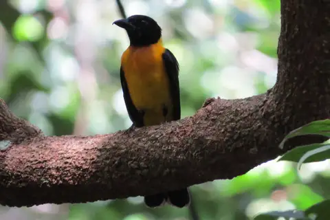 Black-throated Shrike-Tanager