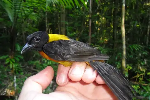 Fulvous Shrike-Tanager