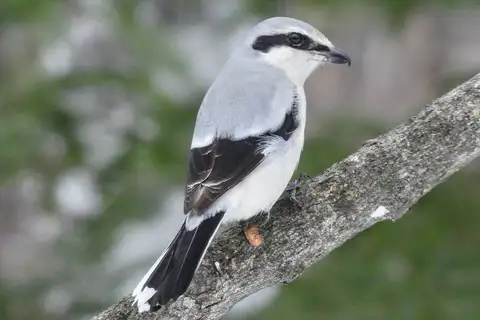 Northern Shrike
