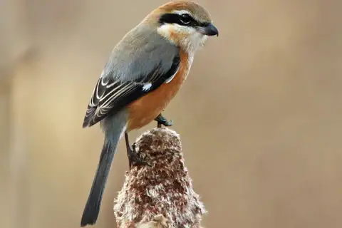 Bull-headed Shrike
