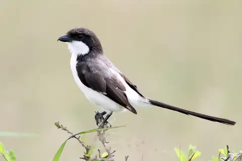 Long-tailed Fiscal