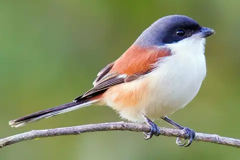 Burmese Shrike