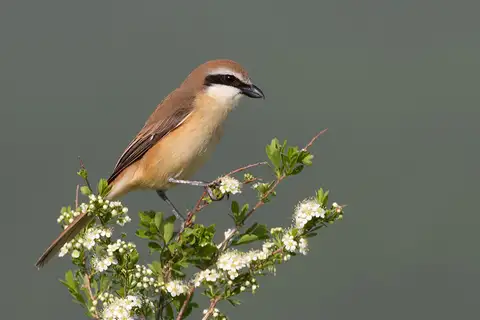 Brown Shrike