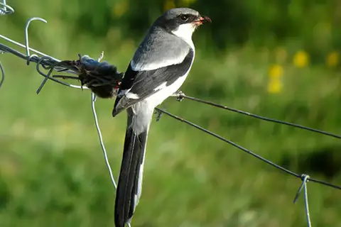 Giant Grey Shrike