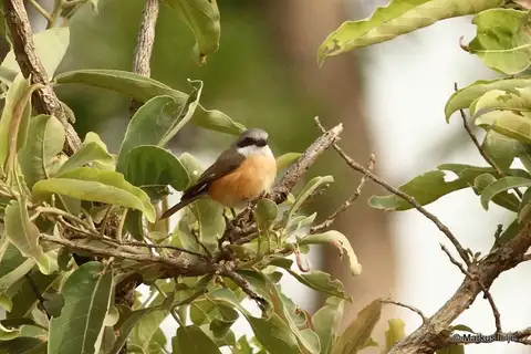 Emin's Shrike