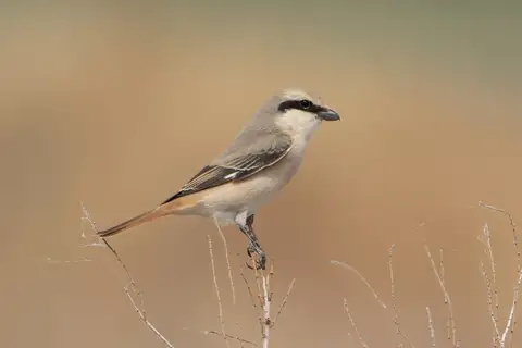 Isabelline Shrike