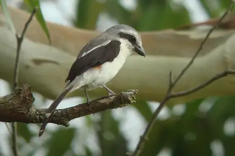 Mackinnon's Shrike