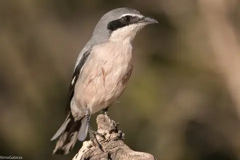 Iberian Grey Shrike