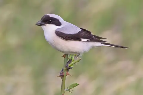 Lesser Grey Shrike