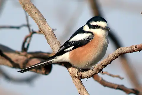 Masked Shrike