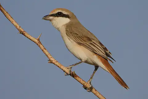 Red-tailed Shrike