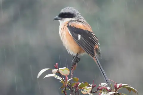 Long-tailed Shrike