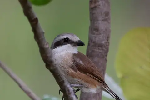 Souza's Shrike