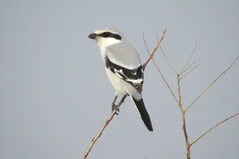 Chinese Grey Shrike