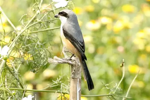 Grey-backed Shrike