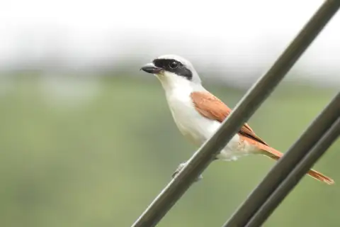 Tiger Shrike