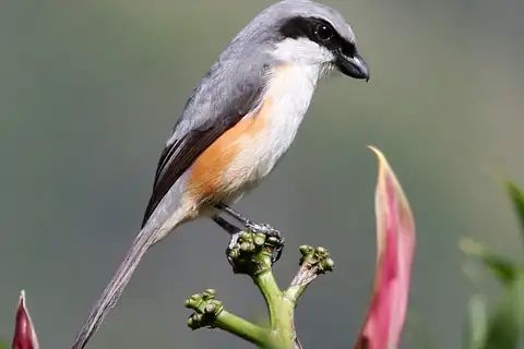 Mountain Shrike