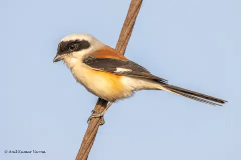 Bay-backed Shrike