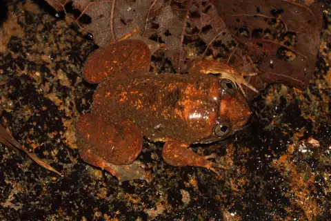 Corrugated water frog