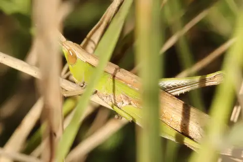 Laplatacris dispar