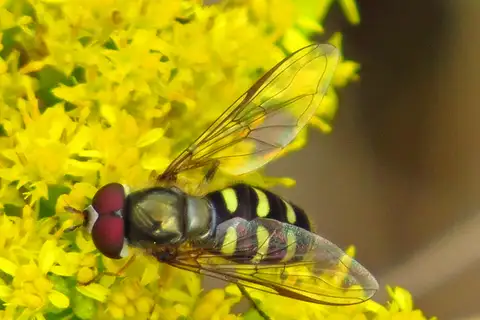 Common Loopwing Aphideater