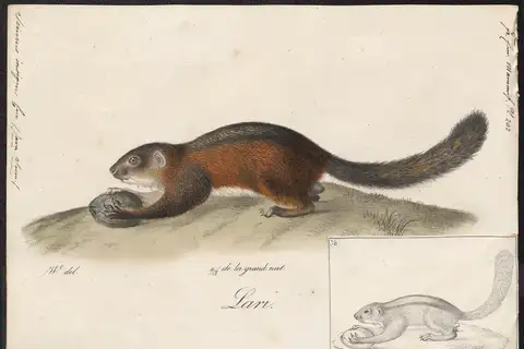 Three-striped Ground Squirrel