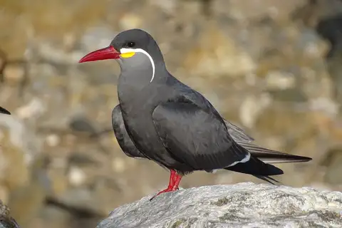 Inca Tern