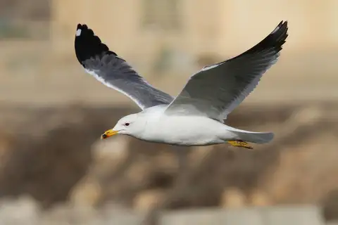 Armenian Gull