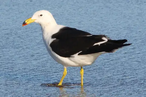 Olrog's Gull