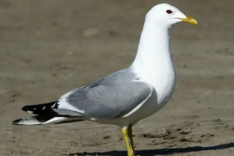 Short-billed Gull