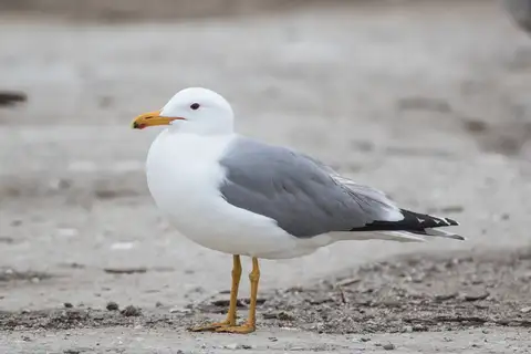 California Gull