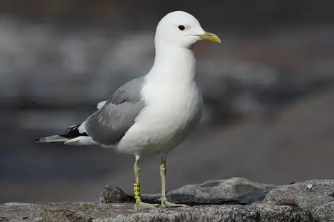 Common Gull
